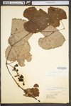 Vitis aestivalis var. bicolor
