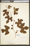 Vitis aestivalis var. bicolor