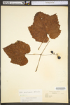 Vitis aestivalis var. bicolor