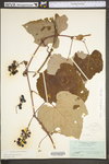 Vitis aestivalis var. bicolor