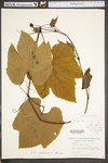 Vitis aestivalis var. bicolor