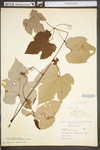 Vitis aestivalis var. bicolor