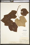 Vitis aestivalis var. bicolor