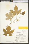 Vitis aestivalis var. bicolor
