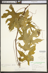 Vitis aestivalis var. bicolor