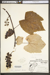 Vitis aestivalis var. bicolor