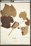Vitis aestivalis var. bicolor