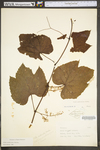 Vitis aestivalis var. bicolor