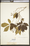 Parthenocissus quinquefolia