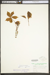 Parthenocissus quinquefolia