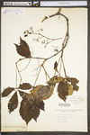 Parthenocissus quinquefolia