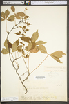 Parthenocissus quinquefolia