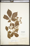 Parthenocissus quinquefolia
