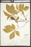 Parthenocissus quinquefolia