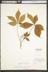Parthenocissus quinquefolia