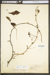 Parthenocissus quinquefolia