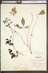 Parthenocissus quinquefolia