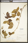 Parthenocissus quinquefolia