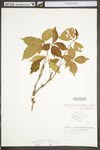 Parthenocissus quinquefolia