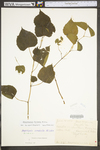 Ampelopsis cordata