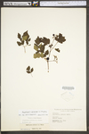 Ampelopsis arborea