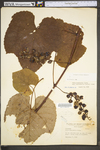 Vitis aestivalis var. bicolor