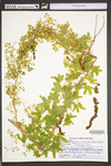 Lygodium palmatum