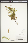 Trichomanes boschianum by WVA (West Virginia University Herbarium)