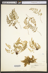 Asplenium montanum by WVA (West Virginia University Herbarium)