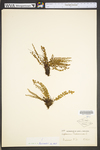 Asplenium trichomanes ssp. trichomanes by WVA (West Virginia University Herbarium)