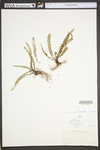 Asplenium trichomanes ssp. trichomanes by WVA (West Virginia University Herbarium)