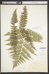 Athyrium filix-femina var. asplenioides by WVA (West Virginia University Herbarium)