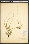 Asplenium rhizophyllum by WVA (West Virginia University Herbarium)