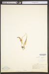 Asplenium rhizophyllum by WVA (West Virginia University Herbarium)