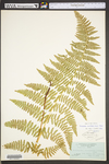 Dennstaedtia punctilobula by WVA (West Virginia University Herbarium)