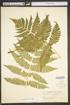 Dryopteris goldiana by WVA (West Virginia University Herbarium)