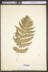 Dryopteris intermedia by WVA (West Virginia University Herbarium)