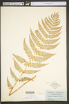 Dryopteris marginalis by WVA (West Virginia University Herbarium)