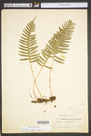 Polypodium virginianum by WVA (West Virginia University Herbarium)