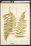 Thelypteris noveboracensis by WVA (West Virginia University Herbarium)