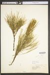 Equisetum arvense by WVA (West Virginia University Herbarium)