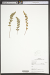 Cheilanthes eatonii by WVA (West Virginia University Herbarium)