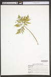 Botrychium virginianum by WVA (West Virginia University Herbarium)