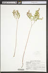 Adiantum pedatum by WVA (West Virginia University Herbarium)