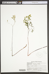 Adiantum pedatum by WVA (West Virginia University Herbarium)