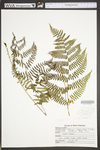 Athyrium filix-femina var. asplenioides by WVA (West Virginia University Herbarium)