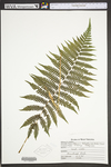 Deparia acrostichoides by WVA (West Virginia University Herbarium)