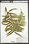 Diplazium pycnocarpon by WVA (West Virginia University Herbarium)