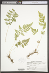 Cystopteris protrusa by WVA (West Virginia University Herbarium)