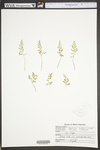 Asplenium montanum by WVA (West Virginia University Herbarium)